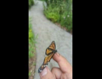 Butterfly flaps its wings on the filmers finger in slow motion