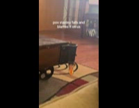 Chameleon falls down from the coffee table