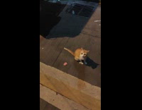 Man sings what was I made for cat version 