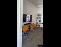 Dog gets excited at daily dose of internet video