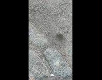 Mice on the ground spin around continuously