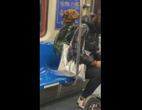 Lady with brown dog in green backpack 