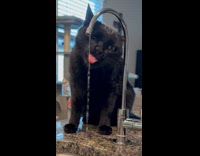 Black cat loves drinking water from faucet