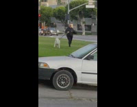 Excited husky dog yells excited when it recognizes owner