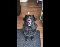 Black dog slow motion catches fruit melon snack treat in mouth