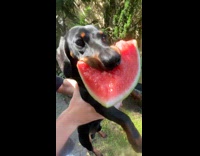 SUBMITTED FIRST TO BITCH - Dog loves eating watermelon
