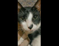 Cat in cardboard box tail sticks out 