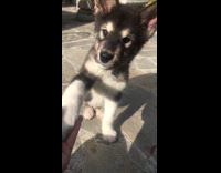 German Shepherd Puppy Shakes Hands On Concrete