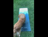 Golden retriever dog unrolls blue yoga mat 