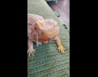 Filmer removes shed skin from lizard nose