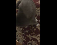 Cat meows to piano key 