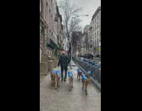 Man walks six dogs wearing matching raincoats 