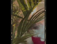 Cat bites chews green houseplant leaf