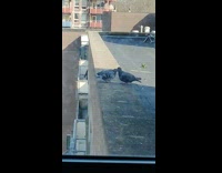 Two pigeons on roof kissing in slow motion