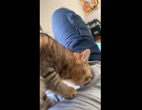Cat stomps on owners stomach 