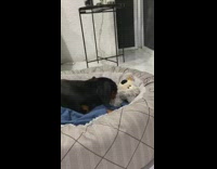 Dog plays with grey teddy bear toy 
