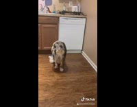 Dog tries to pick up frisbee but cant