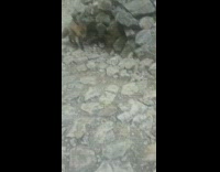 Guy gives brown fox bite of sandwich 