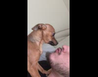 Pet dog receives kisses from its owner Part 1
