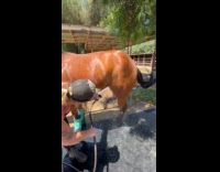 Collab Clips MPUGC - Horse stomps from cold water 