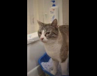 Clips mpugc - Cat in blue litter box cross eyed