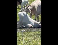 Goat bends over grass to scratch face