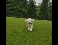 Brown dog runs across grass gets tackled 