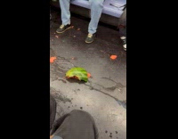 Pieces of smashed watermelon on train floor