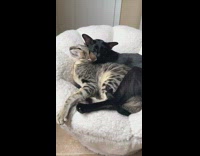 Two cats cuddling each other on white cat bed