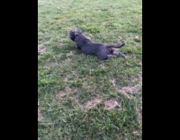 Gray dog crawl drag body on grass