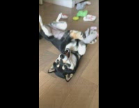 black dog laying down waving grey toy boomerang 