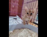 Brown kitten purple crate white litter box 