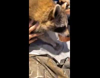 Collab BitchMP - Raccoon walks over guys pants on couch 