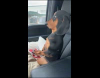 Woman uses AI filter on dog