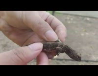 Guy holds and spreads wing brown lizard 