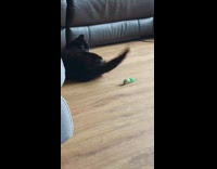 Scared cat rolls over from toy mouse