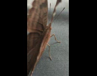 Moth wings flap in a closeup shot