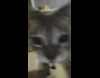 Couple dress up while cat blocks them and throws the camera