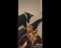 German shepherd dog blue collar deer toy