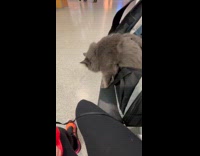 Cat enjoys flight back home day flight