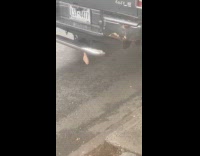 Scrotum decoration hang behind parked truck street