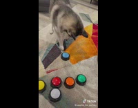 Dog says I love you to mom