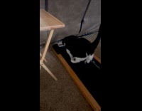 Man amazed to see cat using treadmill 