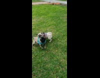 Dogs playing and chasing each other 