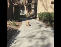 tan puppy running in slo mo toward camera 
