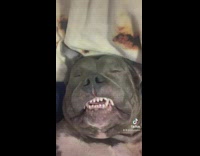 Collab Clips mpugc - Girl asks if anyone elses dog sleeps like this