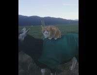 cat on a goat with a green sweater on