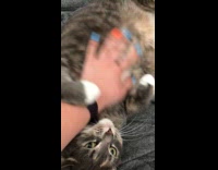 Cat lays on blanket loves belly rub