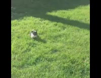 tiny black and white puppy jumping in grass towards man