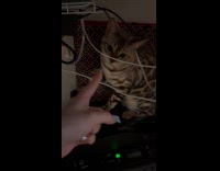 Collab PLC - Cat taps finger of filmer with paw